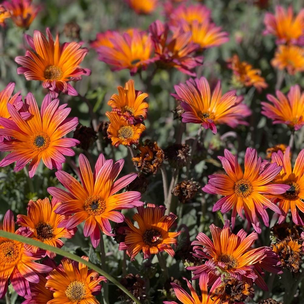 Meet your Posher, Irina